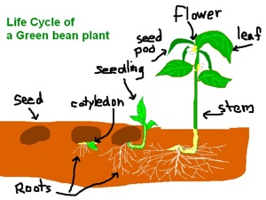GreenBeanLifeCycle